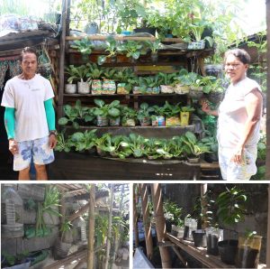 Through the use of recyclable materials such as plastic containers, soft drink bottles and tetra packs, Pantawid Pamilyang Pilipino Program (4Ps) partner-beneficiaries were able to set up their own communal gardens in their respective barangays and households to augment their food provision and daily income.