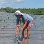 Maria Teresa Espera, a community volunteer of Barangay Somal-ot, Casiguran, Sorsogon, monitors the mangroves which were planted during the Cash-for-Work implementation under the Department of Social Welfare and Development’s Kapit-Bisig Laban sa Kahirapan – Comprehensive and Integrated Delivery of Social Services (KALAHI-CIDSS). The villagers championed the protection and preservation of mangrove forests in their area to preserve the natural habitat of fish species in their waters, and help prevent soil erosion, and absorb the impacts of storm surges in Barangay Somal-ot. KALAHI-CIDSS is among the initiatives of the DSWD that highlights the significance of implementing community-driven programs aimed at safeguarding the environment from the effects of climate change.